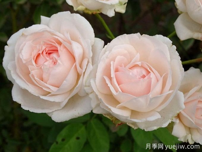 怦然心動月季/康斯坦茨莫扎特月季(圖1)