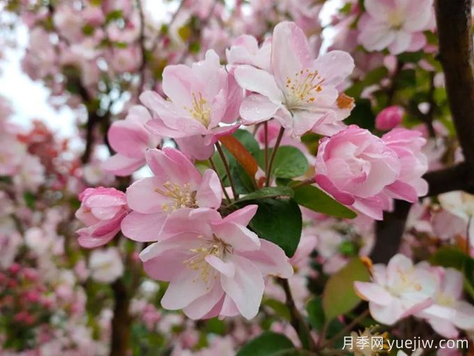 種植和養(yǎng)護(hù)海棠需要注意哪些問題？(圖1)