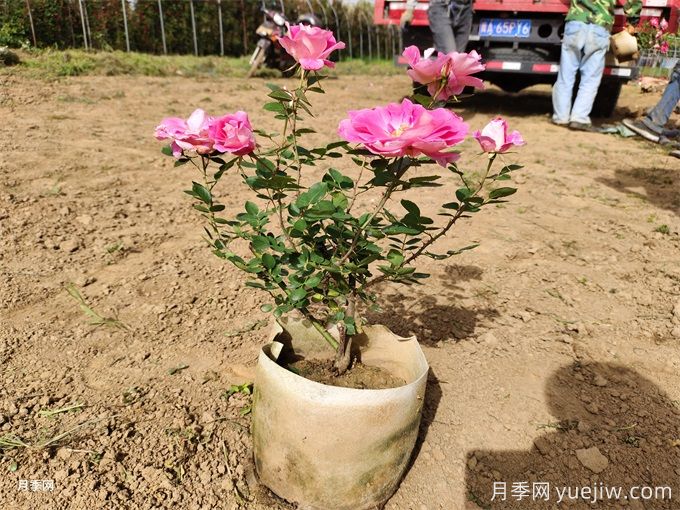 月季花苞為什么會(huì)枯萎？(圖1)