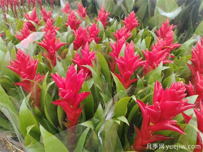 鳳梨花(紅運當(dāng)頭)怎么養(yǎng)？(圖1)