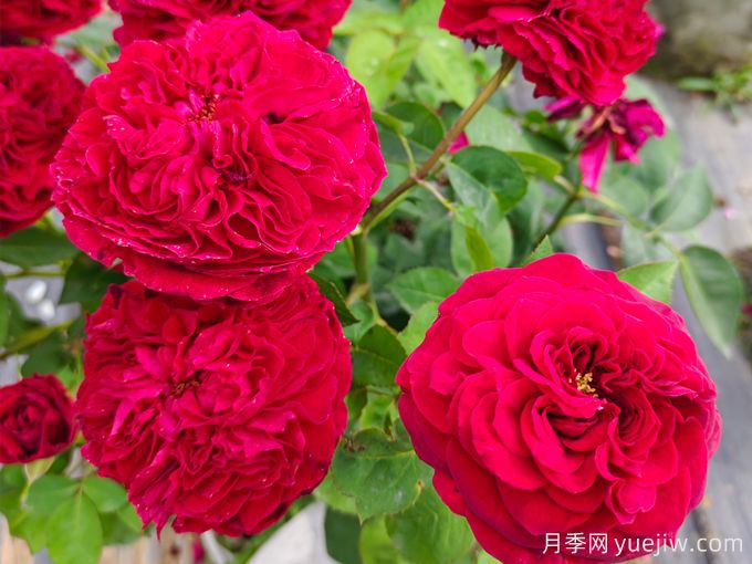 七色玫瑰花語(yǔ)(圖1)