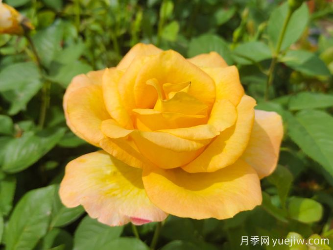 七色玫瑰花語(yǔ)(圖2)