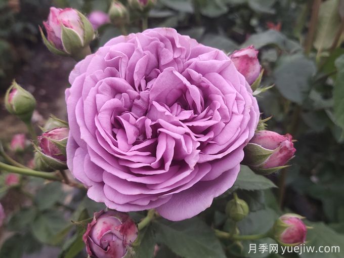 七色玫瑰花語(yǔ)(圖3)