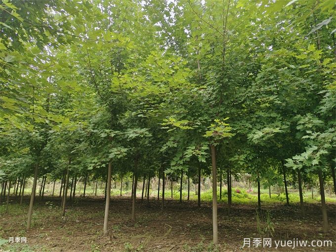 種植楓樹(shù)要注意的5個(gè)事項(xiàng)(圖1)