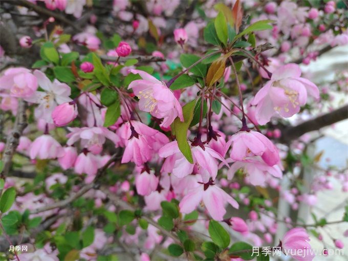 海棠花上有很多綠色的蟲(chóng)子怎么辦？(圖1)