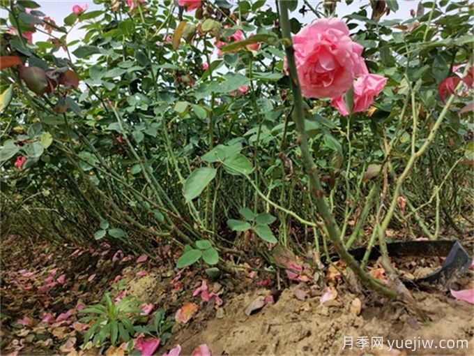 如何通過檢查根系顏色確定植物長勢？(圖1)