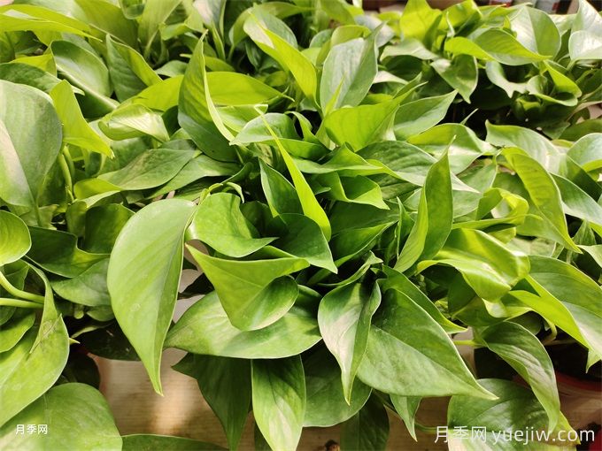 室內(nèi)的綠色植物如何選擇？(圖1)