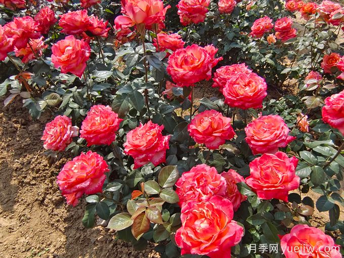 怎樣才能使月季花繁葉茂、株形美觀？(圖1)