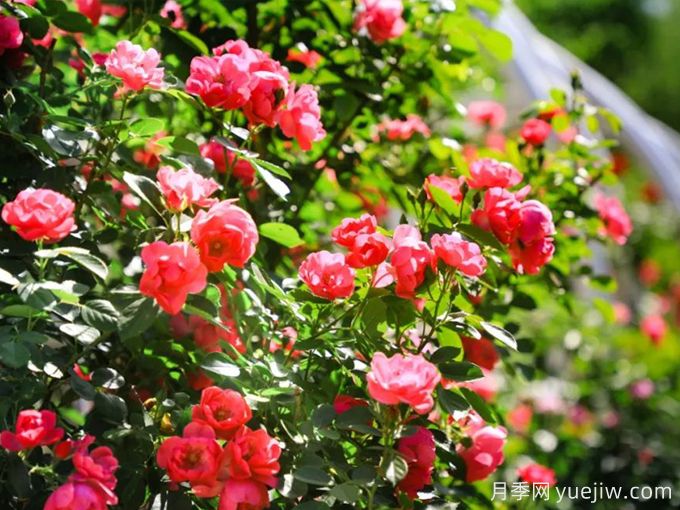 月季名園：北京植物園月季園(圖1)