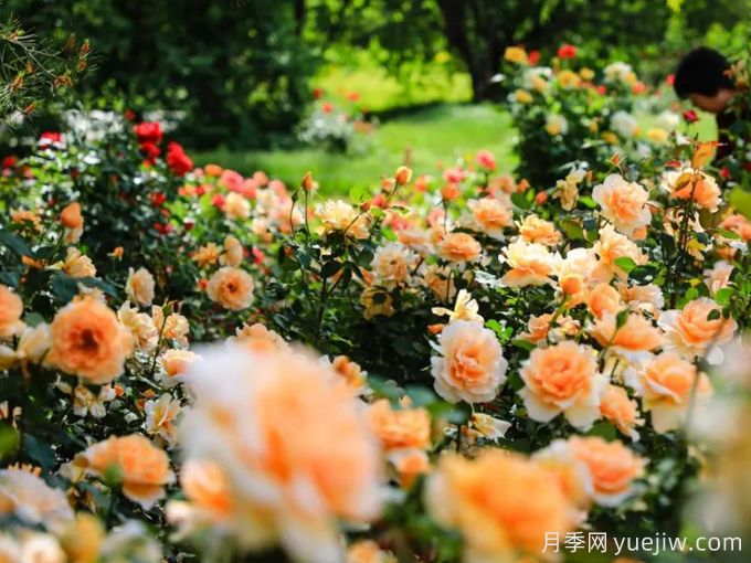 月季名園：北京植物園月季園(圖2)