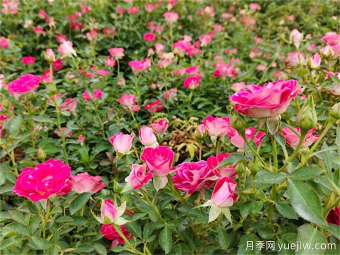 植物的僵苗現(xiàn)象是如何形成的？(圖1)