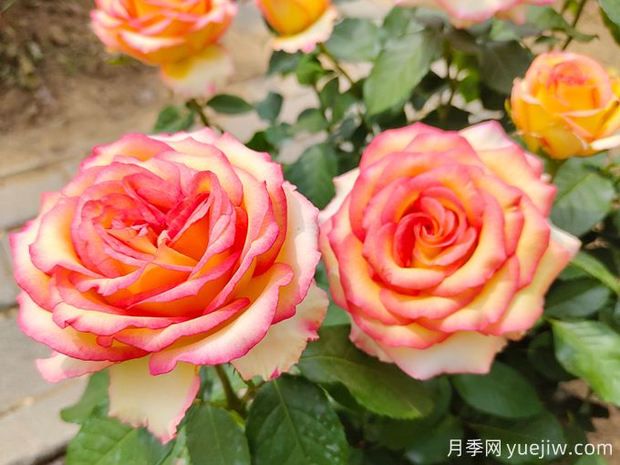 苗木市場具有發(fā)展空間的幾個(gè)品種(圖1)