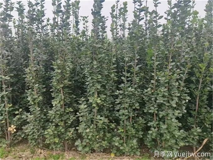 三種常綠闊葉喬木的栽植管理技術(圖1)