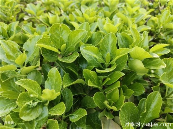 三種常綠闊葉喬木的栽植管理技術(圖2)