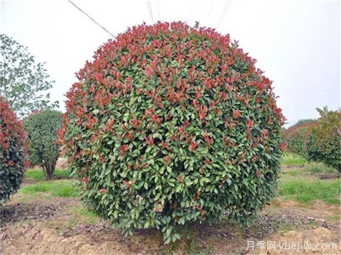 紅葉石楠造型如何修剪和管理？(圖1)