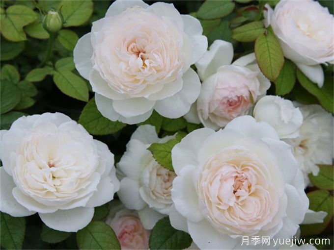 推薦11種白色系月季品種，花朵優(yōu)雅純潔(圖3)