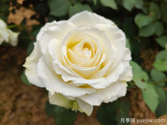 推薦11種白色系月季品種，花朵優(yōu)雅純潔(圖1)