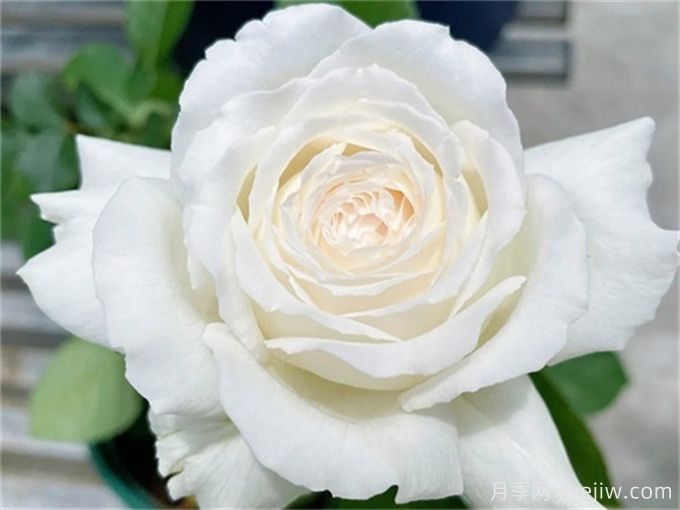 推薦11種白色系月季品種，花朵優(yōu)雅純潔(圖4)