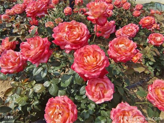 養(yǎng)花的15個正確姿勢，讓你成為養(yǎng)花達(dá)人(圖1)