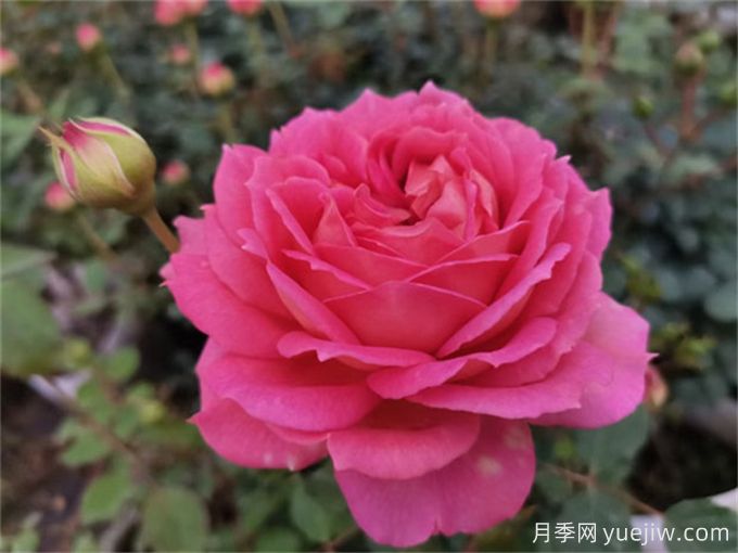 銀禧慶典月季，又美又香，經(jīng)典大花耐寒耐旱(圖2)