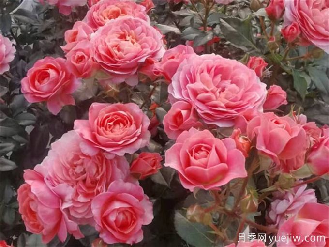 陽臺月季系列，豐花勤花又抗病，輕松待機10個月(圖3)