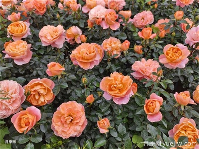 陽臺月季系列，豐花勤花又抗病，輕松待機10個月(圖4)