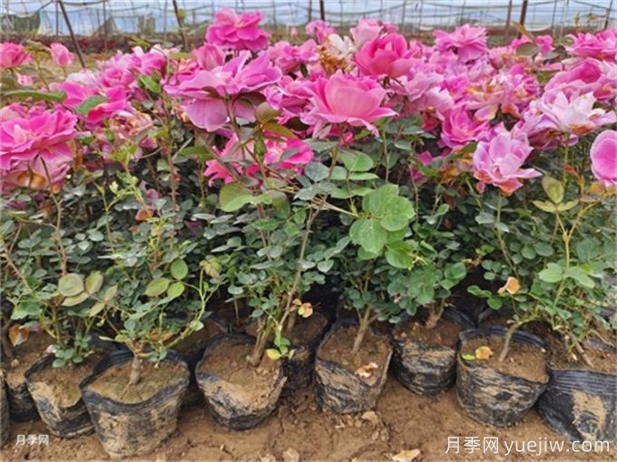 植物花卉的繁殖有幾種方式？家庭養(yǎng)花該如何選擇？(圖1)