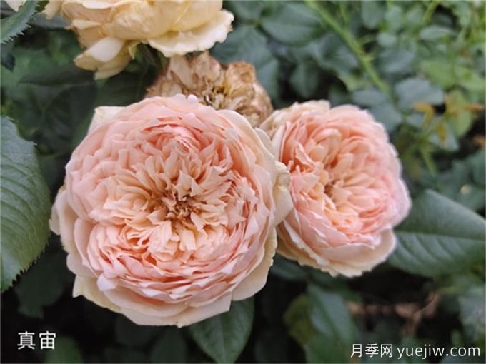真宙月季，花色迷人，耐熱抗病型好(圖2)