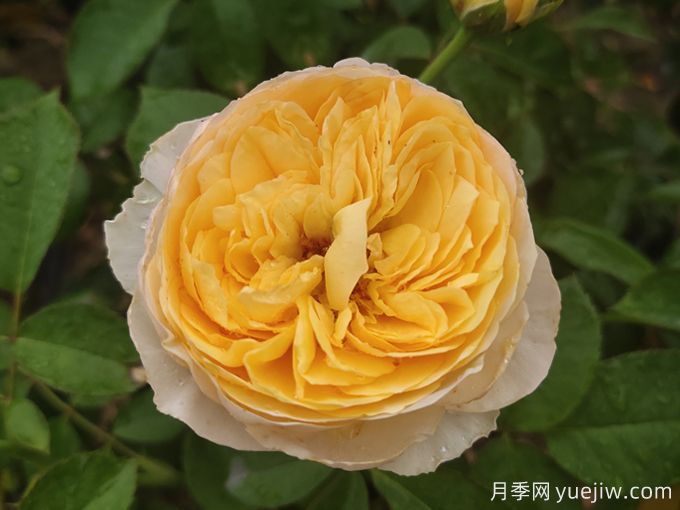 ***美花中皇后，10個經(jīng)典月季品種推薦(圖1)