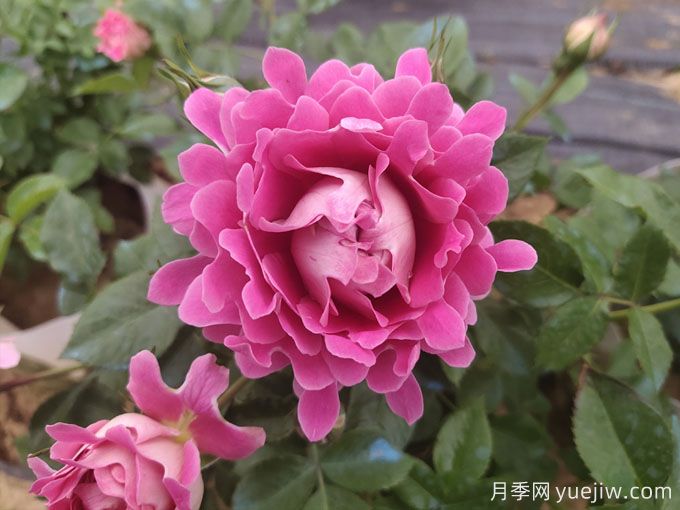 月季什么時候秋剪？不要要急，讓秋花依然美(圖1)