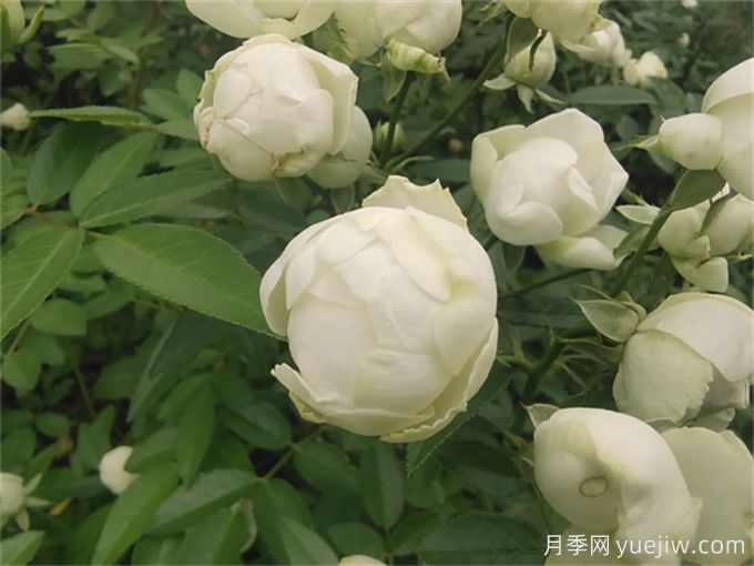 推薦12個(gè)超級(jí)微型月季品種，個(gè)個(gè)都是開花機(jī)器(圖4)