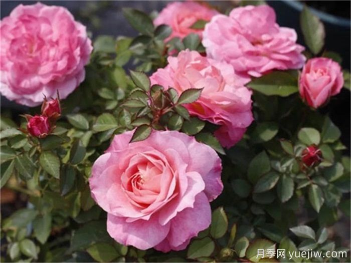 海神王陽臺(tái)月季，大花勤花抗病強(qiáng)(圖2)