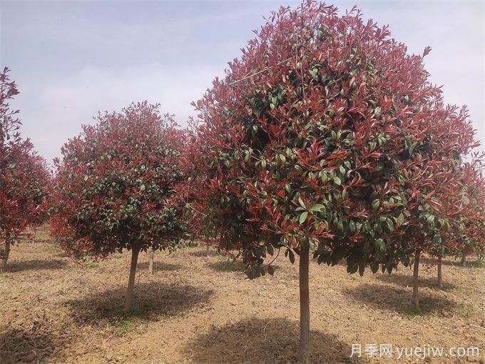 推薦20種彩葉樹(shù)種，用于園林綠化造景(圖1)