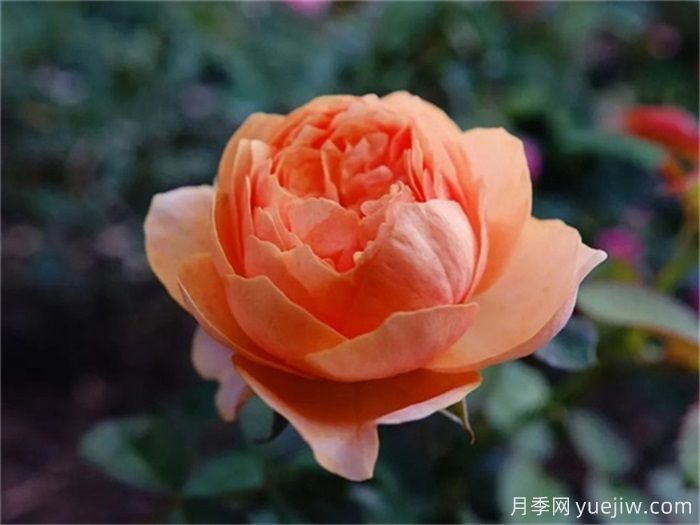 一見(jiàn)傾心的10種橙色系月季品種推薦，你養(yǎng)過(guò)幾個(gè)？(圖2)