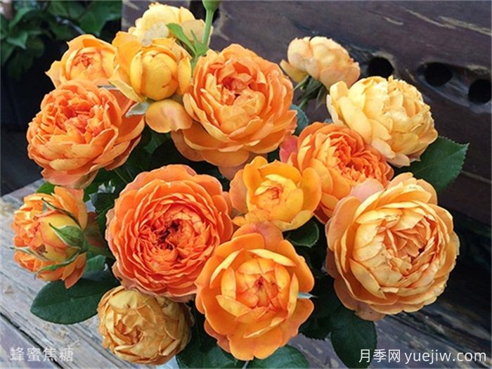 一見(jiàn)傾心的10種橙色系月季品種推薦，你養(yǎng)過(guò)幾個(gè)？(圖6)