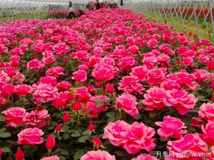 讓月季花開滿園？通過四大關(guān)鍵步驟(圖1)