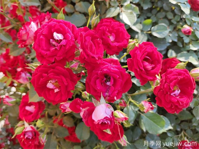9月初月季養(yǎng)護辦法，讓秋花和春花一樣燦爛綻放(圖3)