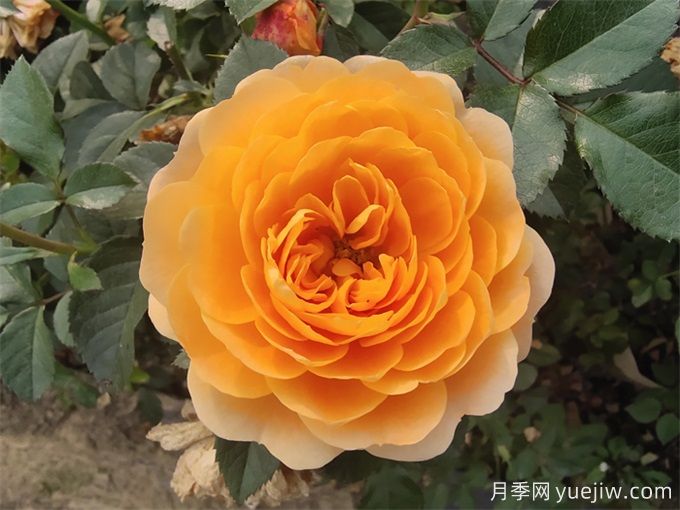 陽(yáng)臺(tái)養(yǎng)果汁陽(yáng)臺(tái)月季辦法，分享種植心得(圖1)