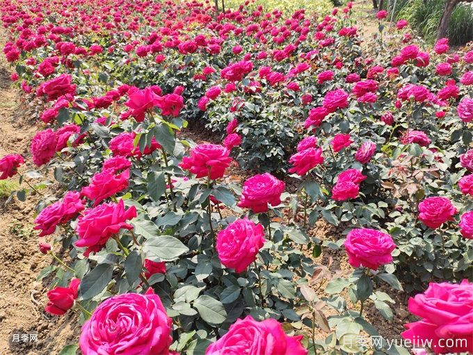景觀月季花謝了后，如何再次開花？(圖1)