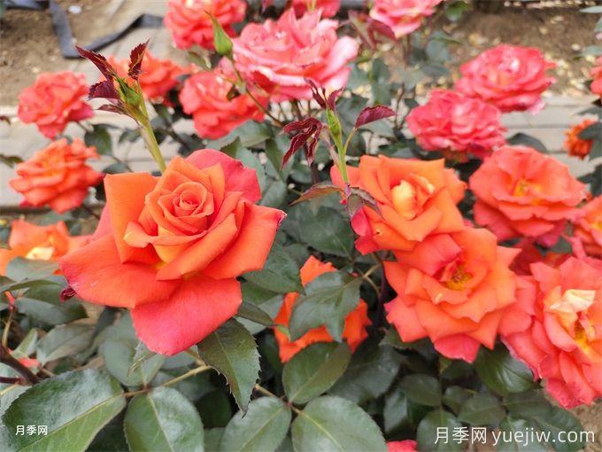 月季花的種類有很多，怎么區(qū)分你知道嗎？(圖1)