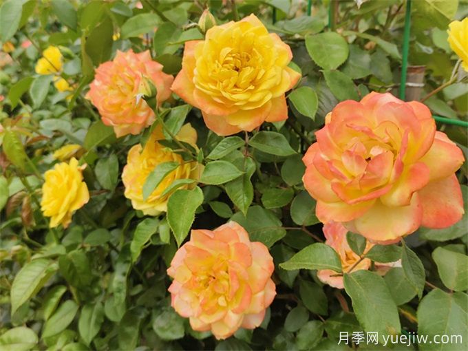月季花的主要種類和品種有哪些？(圖1)