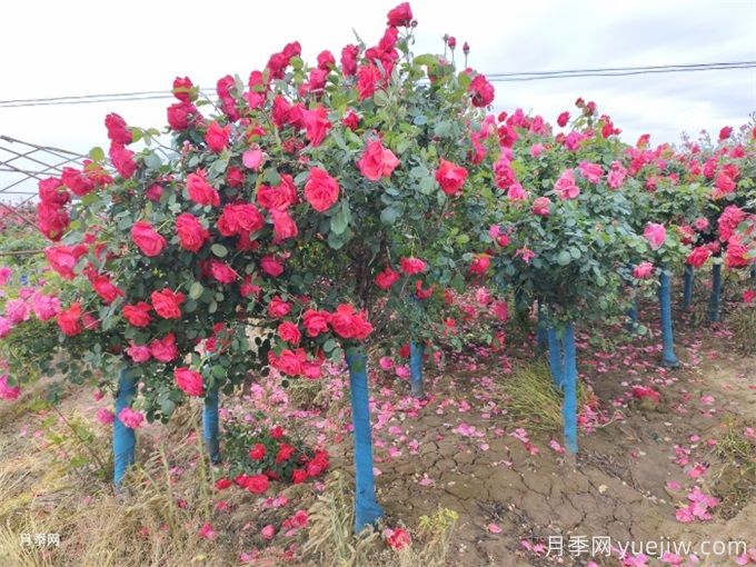 月季花的主要種類和品種有哪些？(圖3)