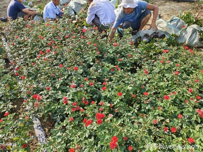 月季栽培用那種土好？土壤怎么配比改良？(圖1)