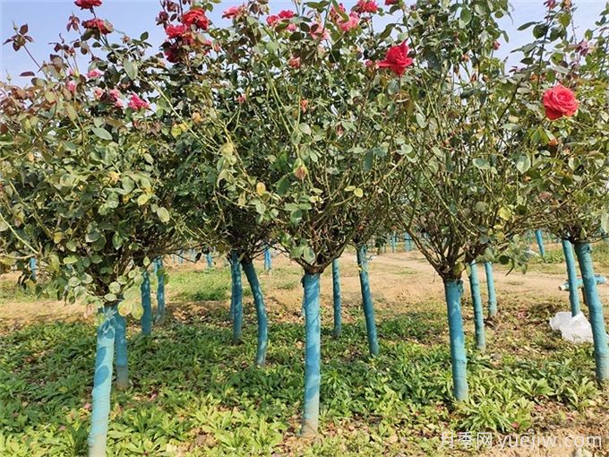 十堰7萬余株月季控花期綻放，迎世界武當太極大會(圖1)