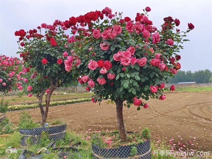 我國(guó)極品花樹(shù)，一年花開(kāi)300天，南陽(yáng)月季樹(shù)種植正當(dāng)時(shí)(圖2)