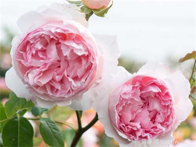 6個(gè)月季花品種，開花又大又香皮實(shí)好養(yǎng)(圖2)