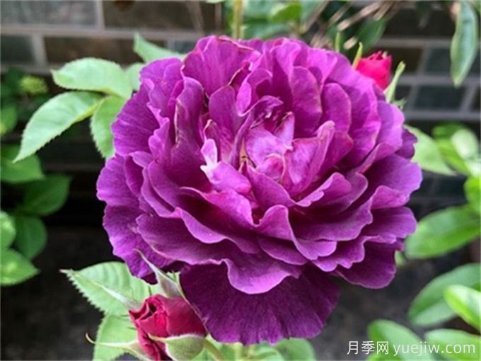 推薦10款高顏值紫色系月季，美艷不可方物(圖6)