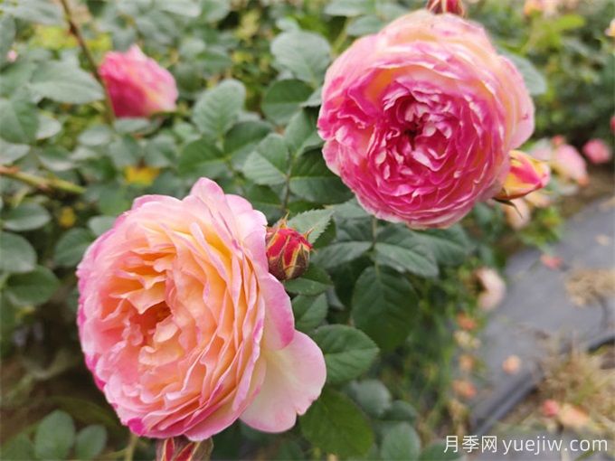 推薦10款變色月季品種，顏色多變，好看又好養(yǎng)(圖9)