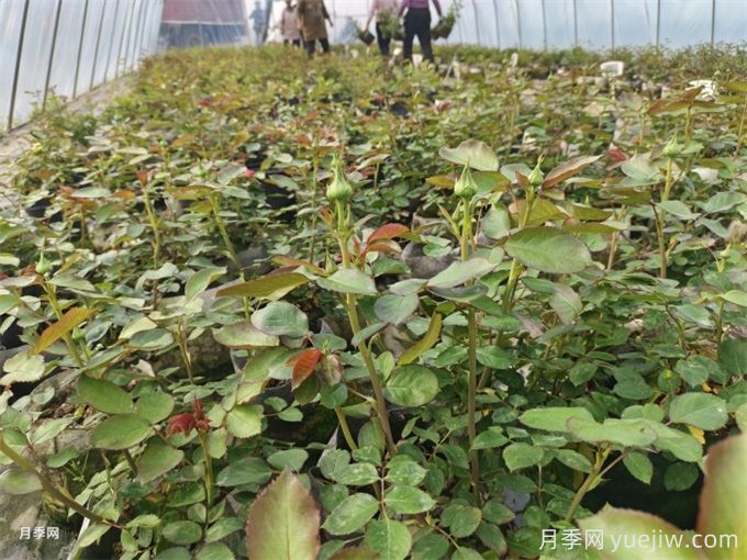 月季想要秋花開得爆？施肥攻略要做好(圖2)