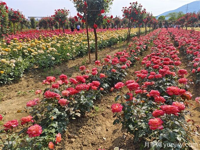 月季入秋花事全掌握，修剪施肥，秋花想不美都難(圖1)
